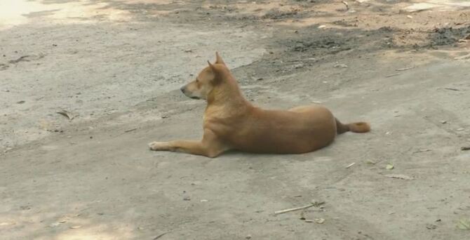 শেরপুরে এক পাগলা কুকুরের কামড়ে ২৩ জন আহত