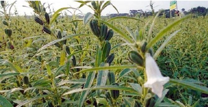 খরাপ্রবণ চলনবিলে কালবৈশাখী ‘আশীর্বাদ’