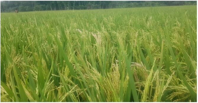 গরম বাতাসে পুড়ে গেছে ঝিনাইদহের ১১৭ হেক্টর জমির ধান