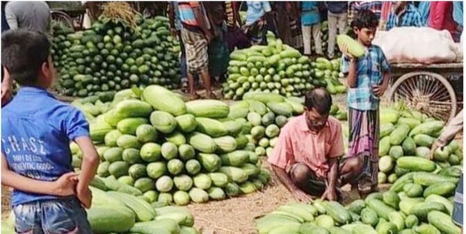 ক্ষেতেই নষ্ট হচ্ছে লালমি-বাঙ্গি