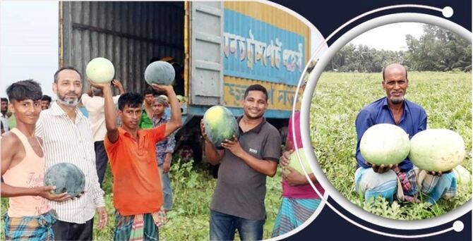 সোনাগাজীতে ২৩ কোটি টাকার তরমুজ উৎপাদন