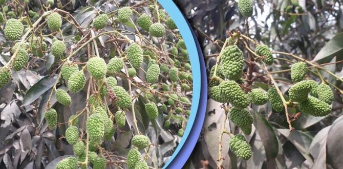 সবুজ পাতার ফাঁকে ফাঁকে ঝুলছে লিচুর গুটি