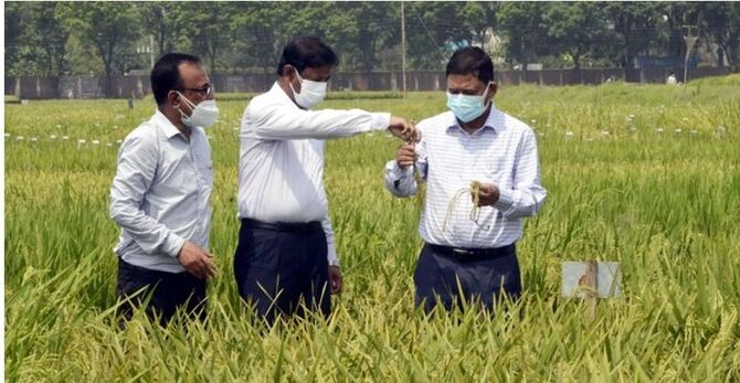 ব্রি উদ্ভাবিত জাতগুলো খাদ্য উৎপাদনে বৈপ্লবিক পরিবর্তন আনবে