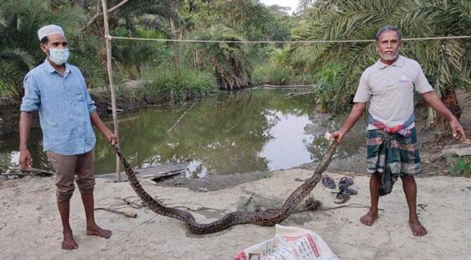 মাছের ঘেরে বিশাল অজগর