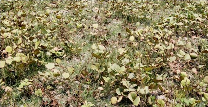 দাবদাহে পুড়ছে মুগডালের ফলন