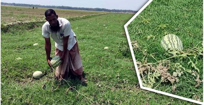 জোয়ারের পানিতে ভেসেছে তরমুজচাষির স্বপ্ন