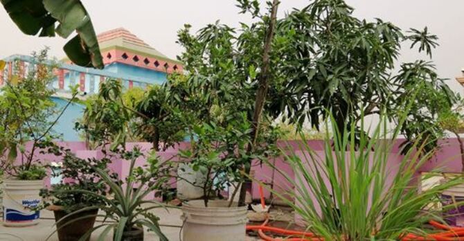 পরিবারের পুষ্টি চাহিদা মেটায় খোরশেদের ছাদবাগান