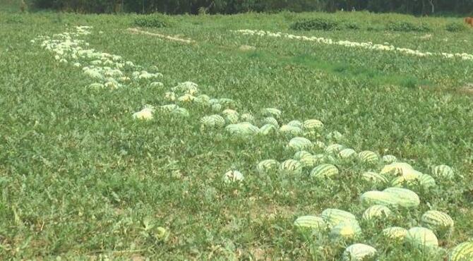 লকডাউনে তরমুজ চাষিদের মাথায় হাত