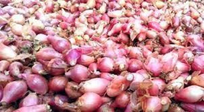 উৎপাদন খরচই উঠছে না পেঁয়াজ চাষিদের