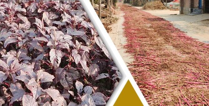 শাক বীজ উৎপাদনে ভাগ্য বদলেছে হাজার কৃষকের