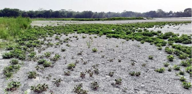 বৃষ্টির দেখা নেই, খরায় পুড়ছে বাদাম