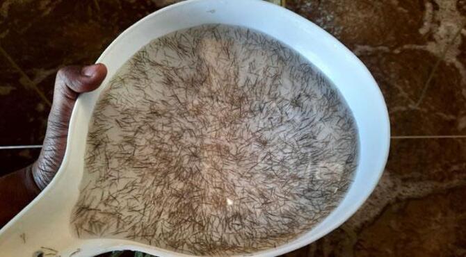 মড়কে নষ্ট ১৫০ কোটি চিংড়ি পোনা, ক্ষতি ৫০ কোটি টাকা