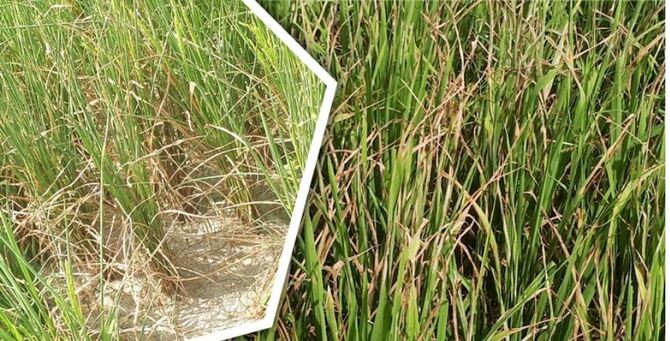 পানির অভাবে মরে যাচ্ছে বোরো ধান