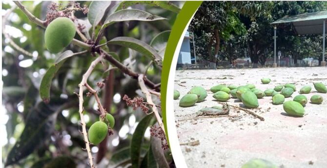 বৃষ্টির অভাবে উৎপাদন ব্যাহতের শঙ্কা, চিন্তায় আমচাষিরা