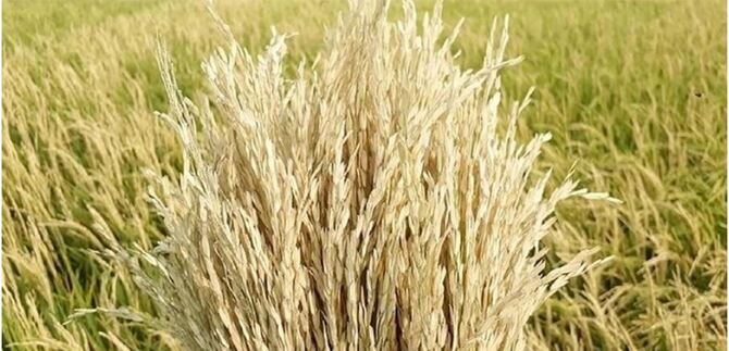 হিটশকের জমিতে পানি ধরে রাখার পরামর্শ বিশেষজ্ঞদের