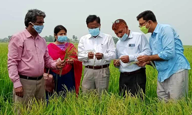 রাজশাহীতে ‘লু হাওয়া’য় পুড়ে গেছে ২৮ হেক্টর জমির ধান