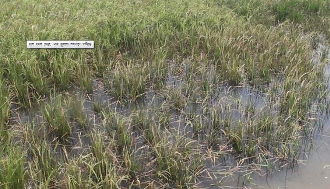 খাল দখল ঘেরে, ধান ডুবলো লবণাক্ত পানিতে