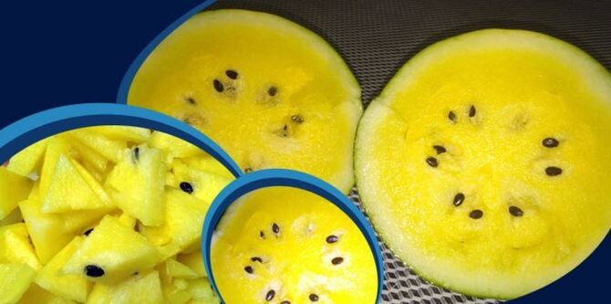 হলুদ তরমুজ চাষে খুশি কৃষক