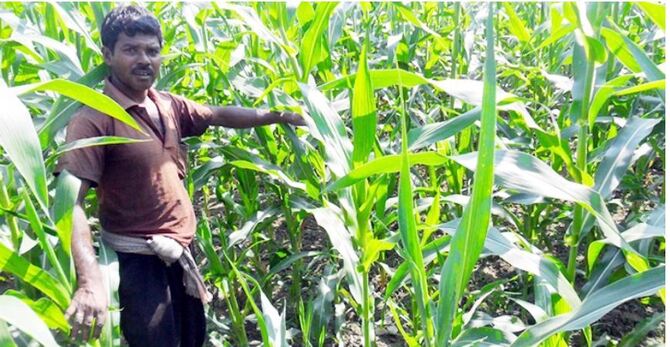 জীবননগরে রেকর্ড পরিমাণ ভুট্টাচাষ