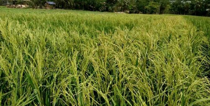 চিটায় পরিণত হয়েছে কৃষকের স্বপ্নের ধান