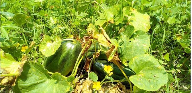 বাঙ্গির ফলন ভালো হলেও দুশ্চিন্তায় কৃষকরা