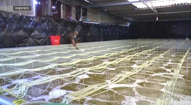 হঠাৎ সাগরের পানিদূষণ, ক্ষতির মুখে চিংড়ি হ্যাচারি