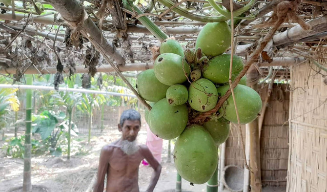 ১ ডগায় ঝুলছে ৩৮ লাউ
