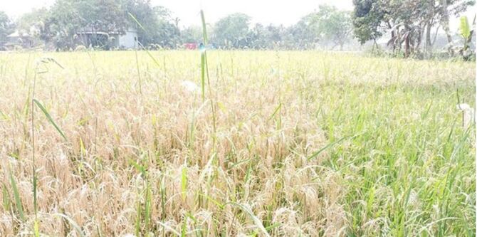 ফলন নিয়ে হতাশ নাটোরের ধানচাষিরা