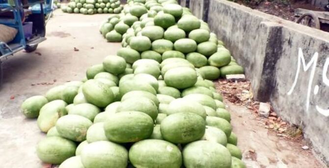 ভোলায় করোনার মধ্যে তরমুজ বিক্রি করে লাভবান চাষিরা