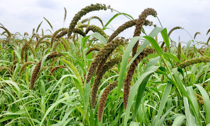 নাগেশ্বরীতে বাড়ছে কাউনের চাষ