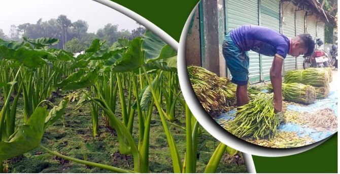 ইউরোপ-আমেরিকায় রফতানি হচ্ছে কুমিল্লার কচুর লতি