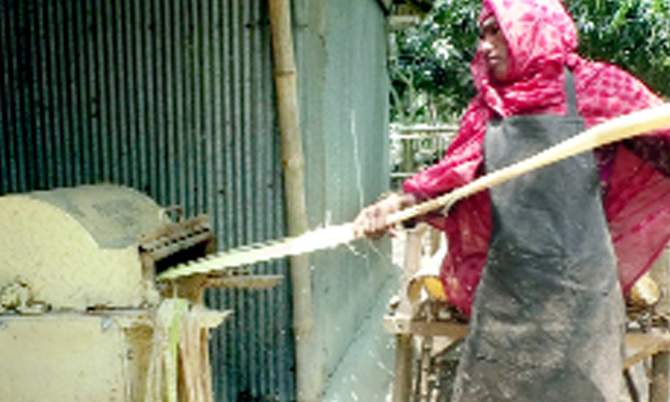 কলাগাছের বাকল থেকে সুতা উৎপাদন!