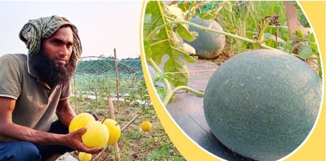 দুই জাতের বারোমাসি তরমুজ চাষে সফল সাইদুর