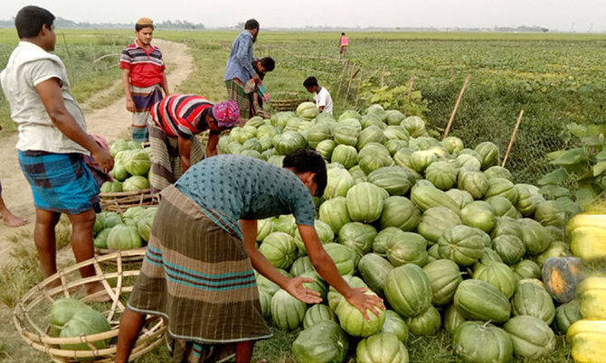 রায়পুরায় বাঙ্গির ভালো ফলন
