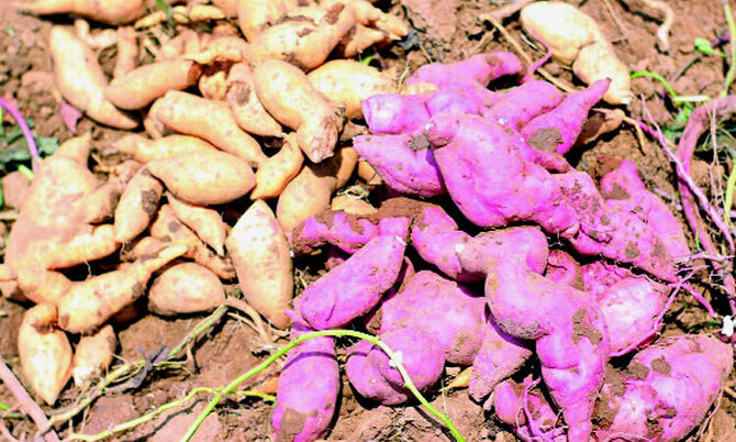 মধুপুরে পার্পেল পটেটোর আবাদ