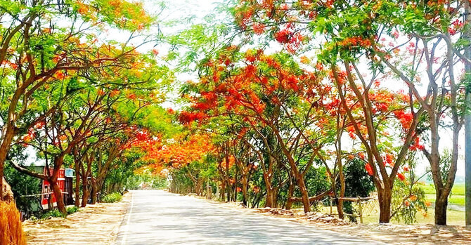 সড়ক সেজেছে কৃষ্ণচূড়ায়, মুগ্ধ পথচারী-দর্শনার্থীরা