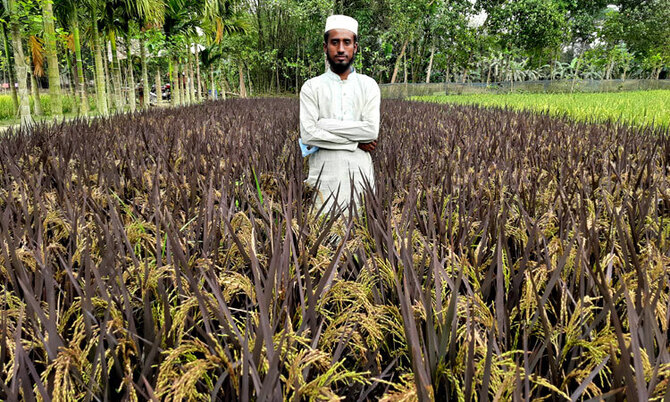 ঈশ্বরগঞ্জে বেগুনি ধানের চাষ