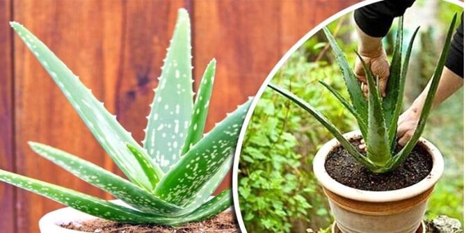 টবে অ্যালোভেরা চাষ করার পদ্ধতি জেনে নিন