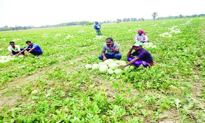 ক্ষেতেই পড়ে আছে শত কোটি টাকার তরমুজ