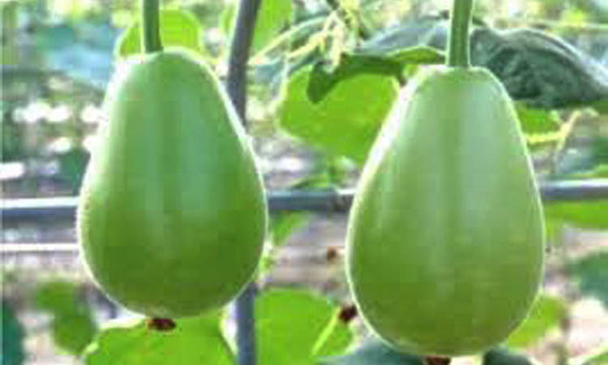 লাভজনক হতে পারে লাউ চাষ