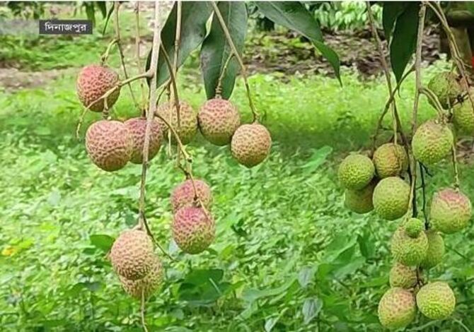 অনাবৃষ্টি-প্রখর রোদে পরিপুষ্ট হচ্ছে না লিচু, লোকসানে ব্যবসায়ীরা