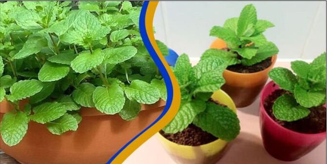 ছাদ বাগানে পুদিনা পাতা চাষ করবেন যেভাবে