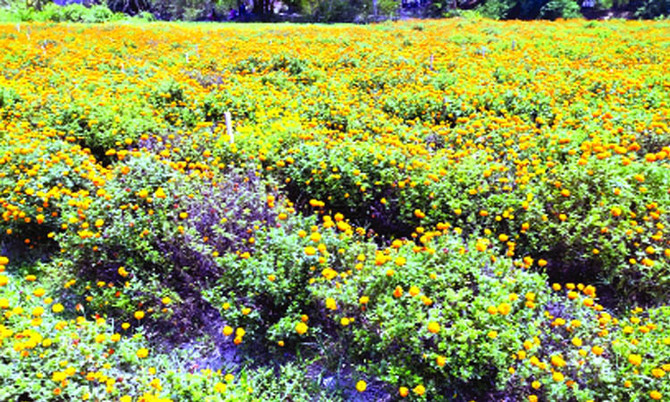 বিক্রি করতে না পেরে ফুল তুলে ফেলে দিচ্ছেন চাষি!