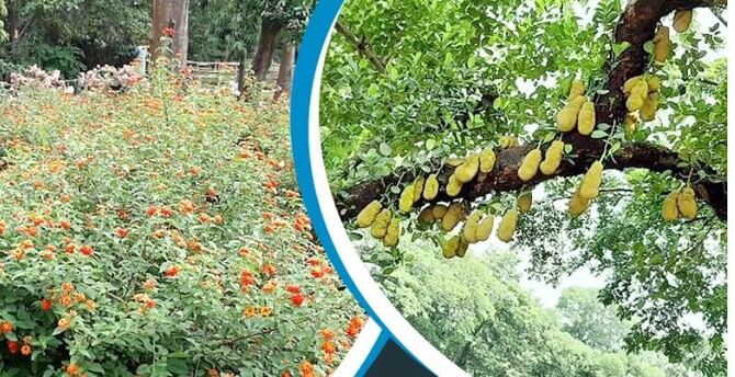 করোনাকালে ফুলে-ফলে ভরে উঠেছে জাতীয় উদ্ভিদ উদ্যান