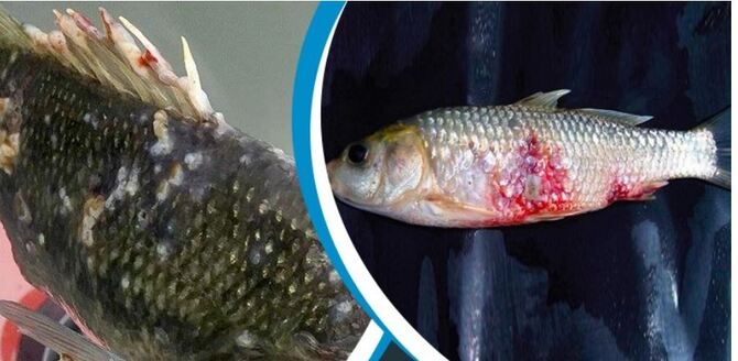 মাছ রোগাক্রান্ত হলে প্রতিকার করবেন যেভাবে