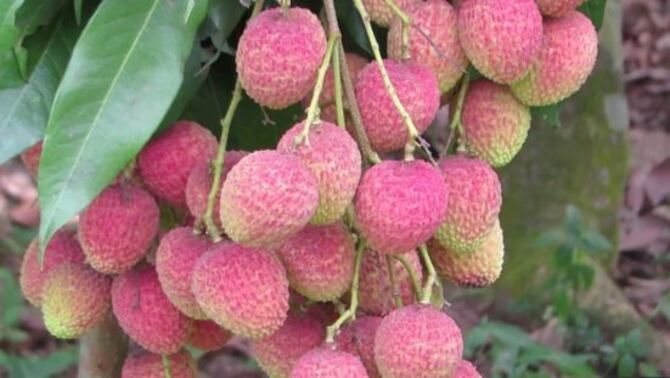 ব্রাহ্মণবাড়িয়ায় ১৫ কোটি টাকার লিচু বিক্রি হবে