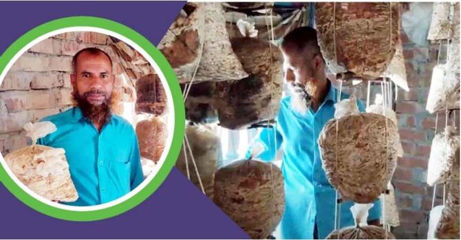 হাসপাতালের চাকরি হারিয়ে মাশরুম চাষে সফল সাইদুর