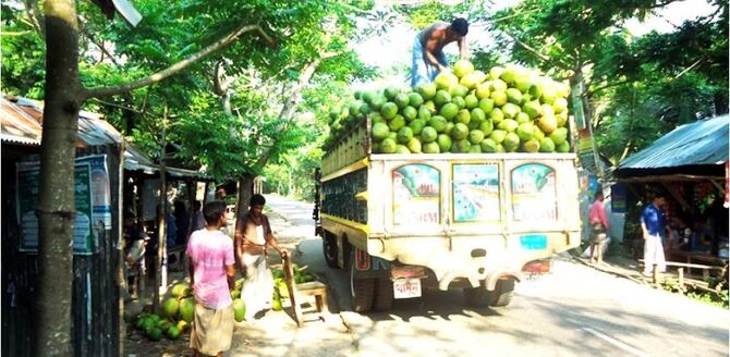 ঝালকাঠির ডাব যাচ্ছে সারাদেশে