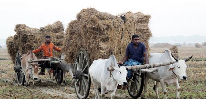 সোনার ফসলে হাসি ফুটেছে কৃষক পরিবারে