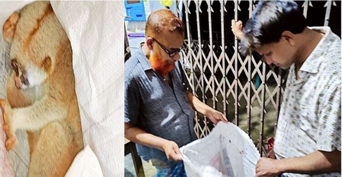 লোকালয় থেকে বিরল প্রজাতির লজ্জাবতী বানর উদ্ধার